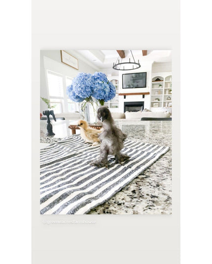 Two baby chicks standing on striped kitchen towel on granite countertop in modern farmhouse kitchen with blue hydrangeas a...