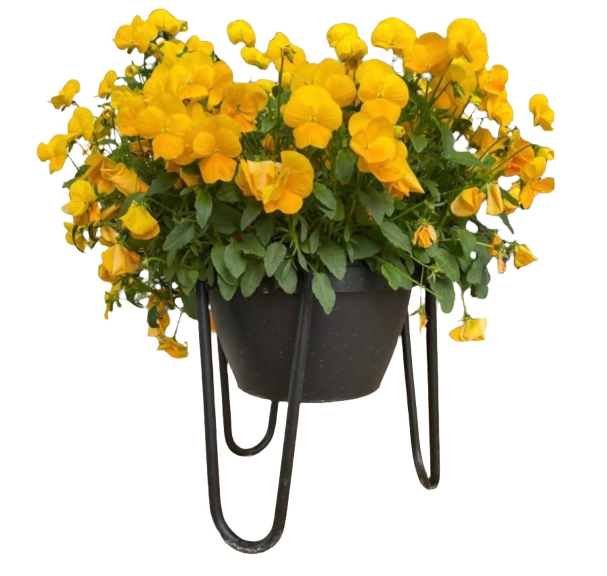 The Dorio Raised Planter Planter 6&quot; Depth 8&quot; Tall | Industrial Farm Co