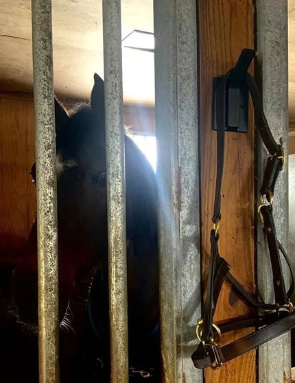 The Tator Wall Mounted Hook Hook Black Powder Coat   | Industrial Farm Co